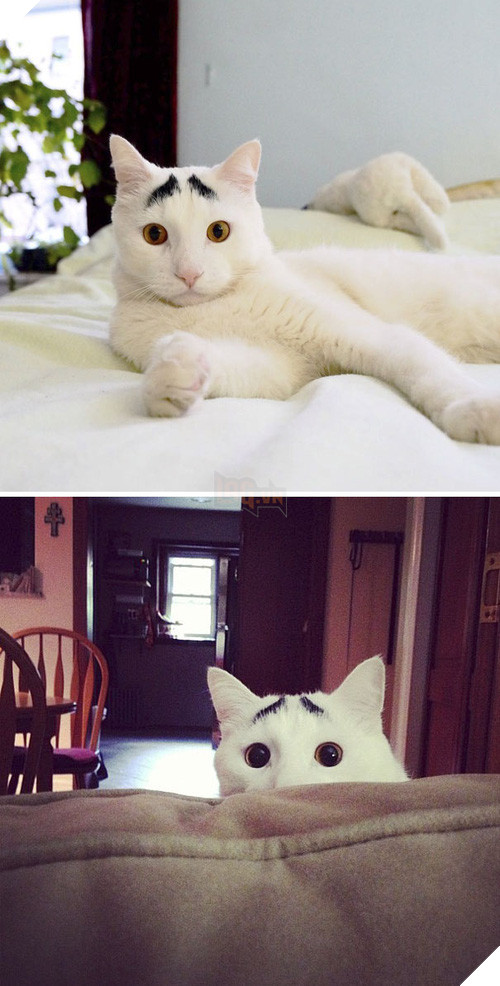 Chân dung 16 chú mèo sở hữu vết bớt hiếm có khó tìm - Ảnh 27.