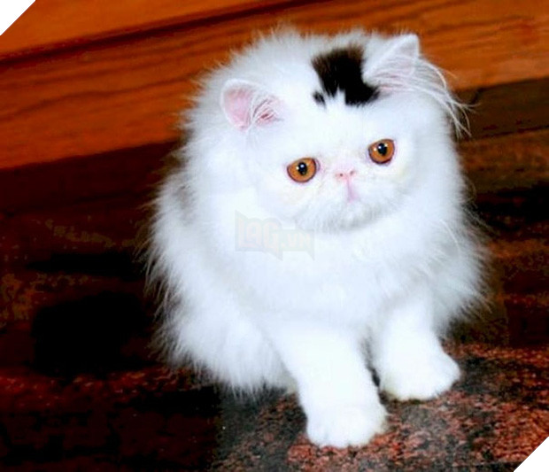 Chân dung 16 chú mèo sở hữu vết bớt hiếm có khó tìm - Ảnh 31.