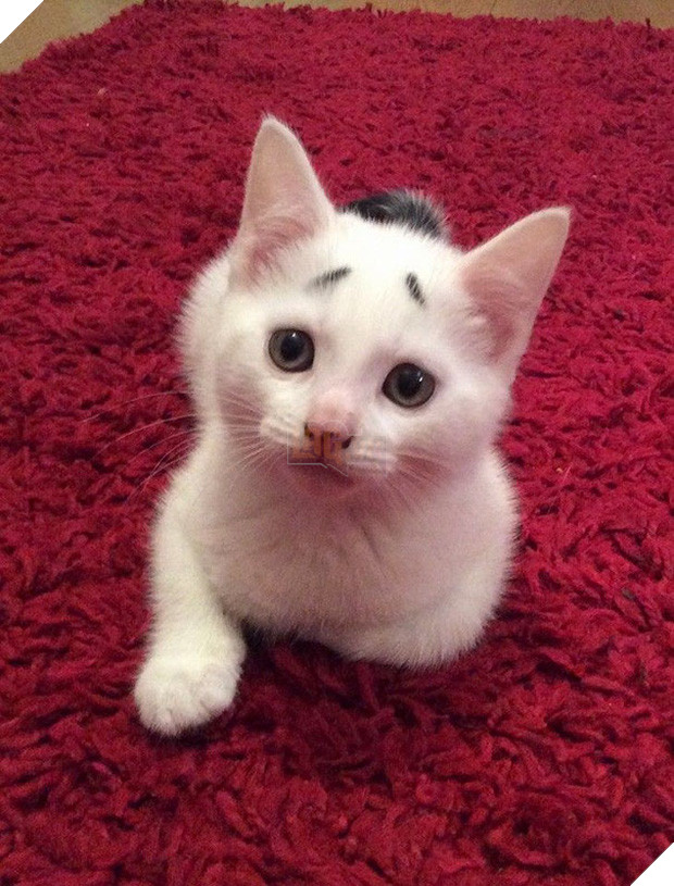 Chân dung 16 chú mèo sở hữu vết bớt hiếm có khó tìm - Ảnh 21.