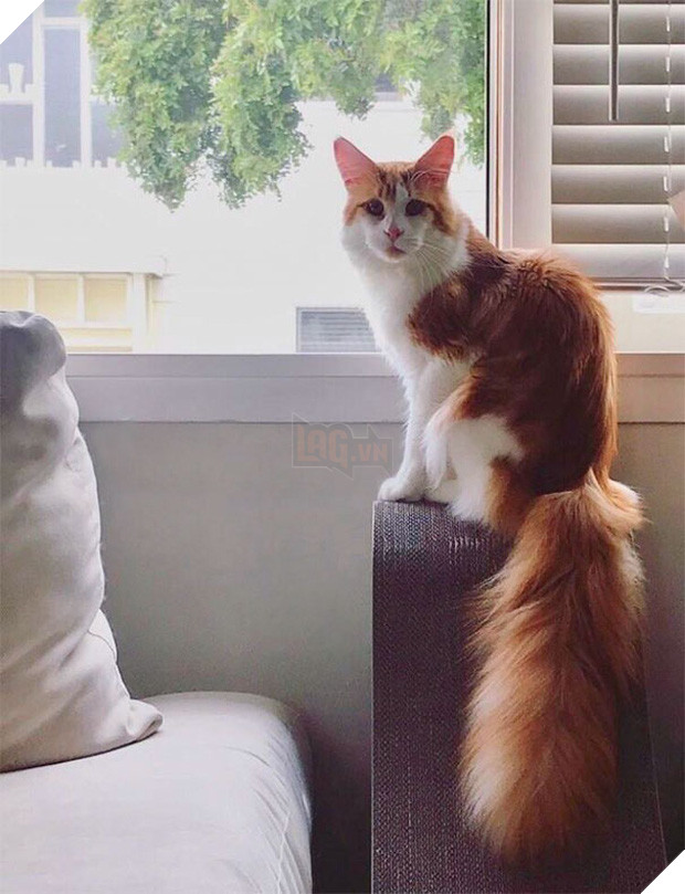 Chân dung 16 chú mèo sở hữu vết bớt hiếm có khó tìm - Ảnh 29.