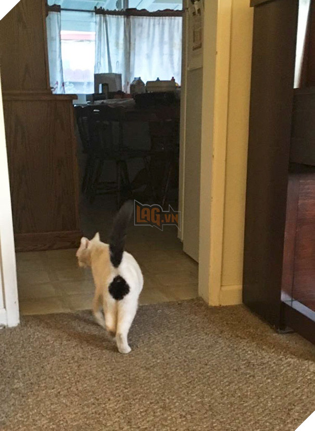 Chân dung 16 chú mèo sở hữu vết bớt hiếm có khó tìm - Ảnh 5.