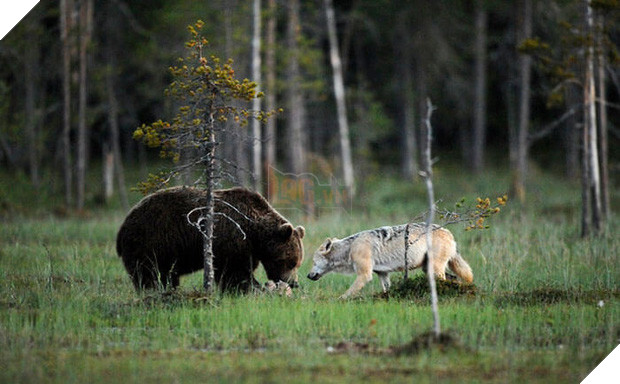 Ngọt lịm tim chuyện tình gấu và sói, không màng định kiến về giống loài để ở bên nhau - Ảnh 1.