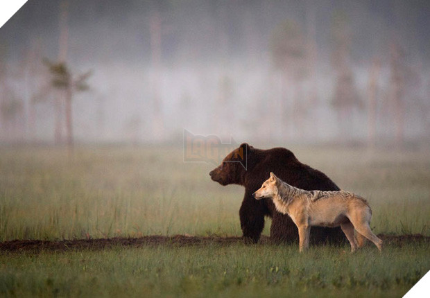 Ngọt lịm tim chuyện tình gấu và sói, không màng định kiến về giống loài để ở bên nhau - Ảnh 9.