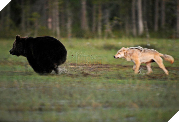 Ngọt lịm tim chuyện tình gấu và sói, không màng định kiến về giống loài để ở bên nhau - Ảnh 2.