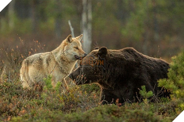Ngọt lịm tim chuyện tình gấu và sói, không màng định kiến về giống loài để ở bên nhau - Ảnh 3.