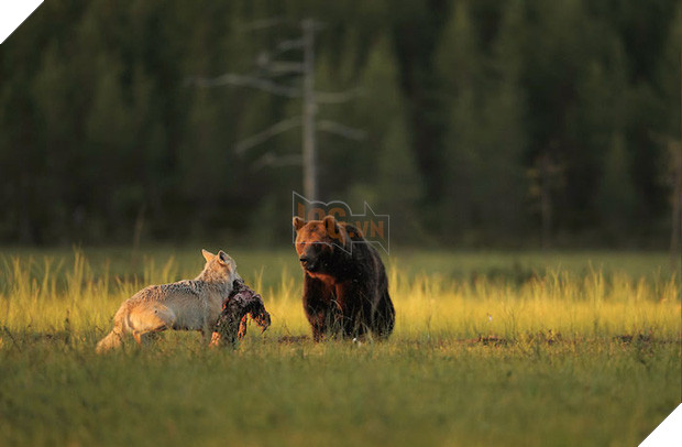 Ngọt lịm tim chuyện tình gấu và sói, không màng định kiến về giống loài để ở bên nhau - Ảnh 4.