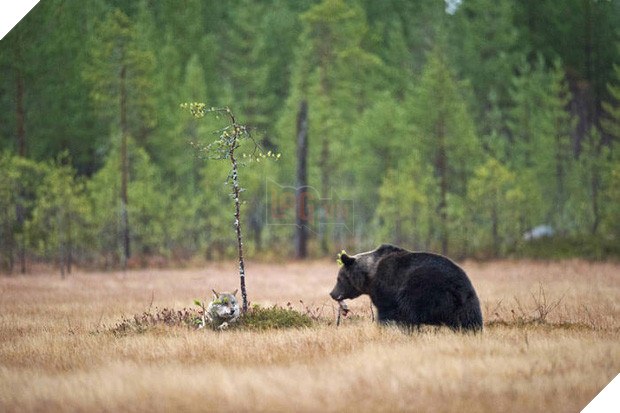 Ngọt lịm tim chuyện tình gấu và sói, không màng định kiến về giống loài để ở bên nhau - Ảnh 5.