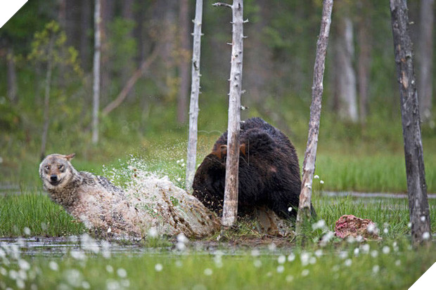 Ngọt lịm tim chuyện tình gấu và sói, không màng định kiến về giống loài để ở bên nhau - Ảnh 6.