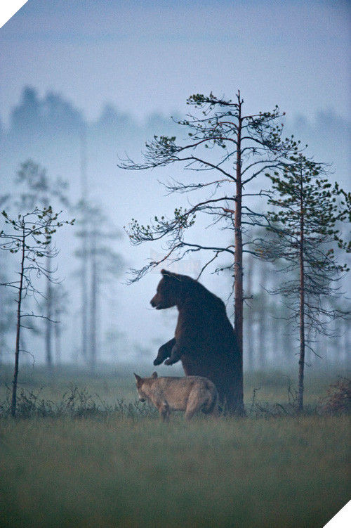 Ngọt lịm tim chuyện tình gấu và sói, không màng định kiến về giống loài để ở bên nhau - Ảnh 7.