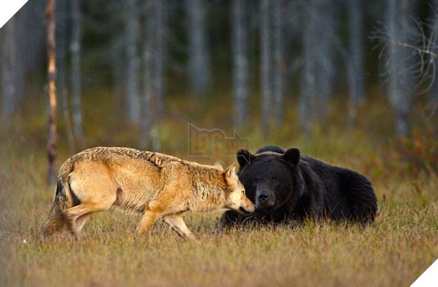 Ngọt lịm tim chuyện tình gấu và sói, không màng định kiến về giống loài để ở bên nhau - Ảnh 8.