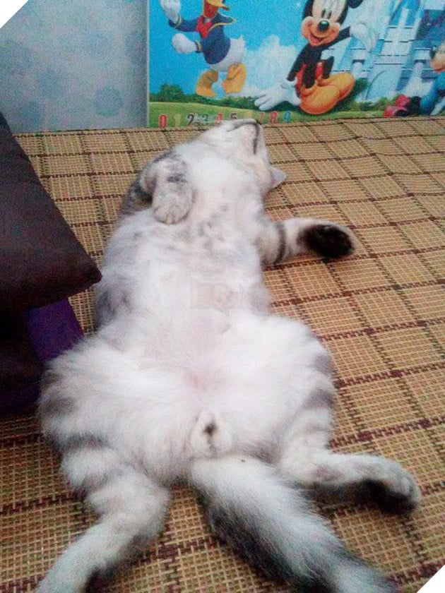 20799250_419691171765137_5551331195653687975_n