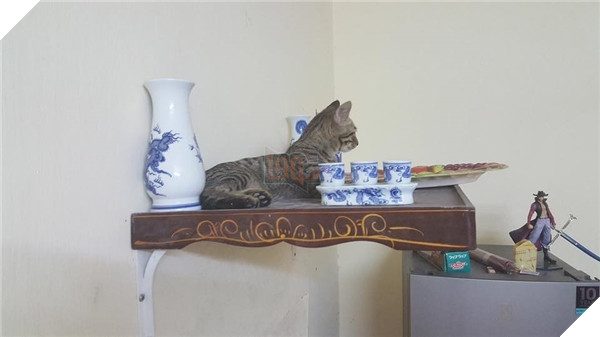 Chỗ nằm mới của các boss vừa cao vừa thoáng, nhìn mà choáng!