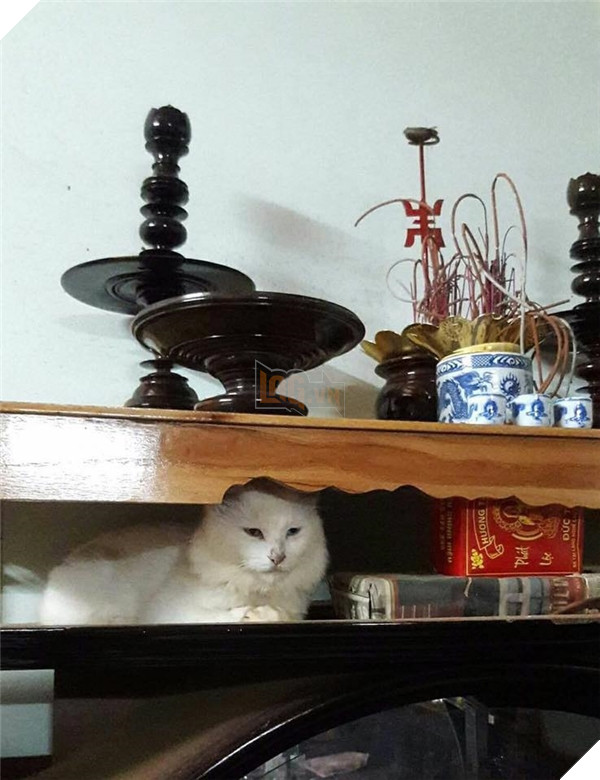 Chỗ nằm mới của các boss vừa cao vừa thoáng, nhìn mà choáng!