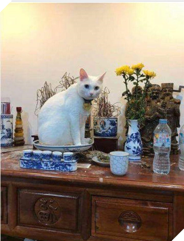 Chỗ nằm mới của các boss vừa cao vừa thoáng, nhìn mà choáng!