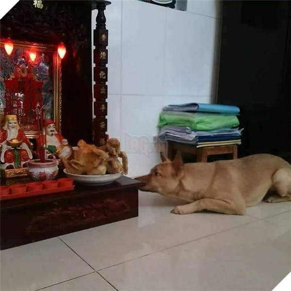 Chỗ nằm mới của các boss vừa cao vừa thoáng, nhìn mà choáng!