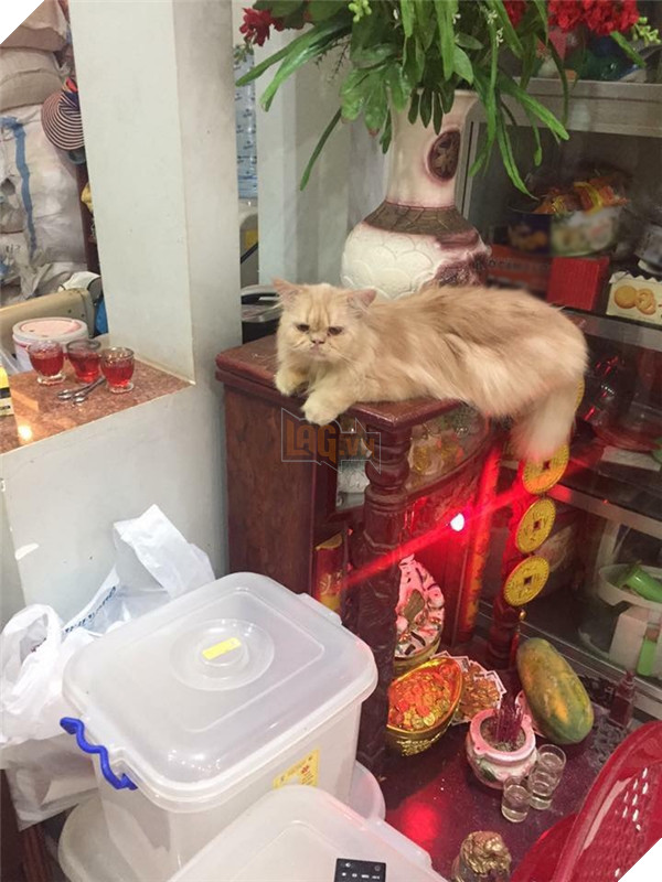 Chỗ nằm mới của các boss vừa cao vừa thoáng, nhìn mà choáng!