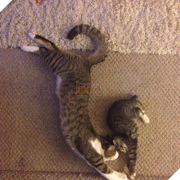 150809lacoolmeo11-1a1d0