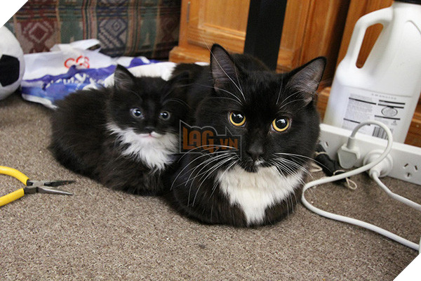 150809lacoolmeo8-1a1d0