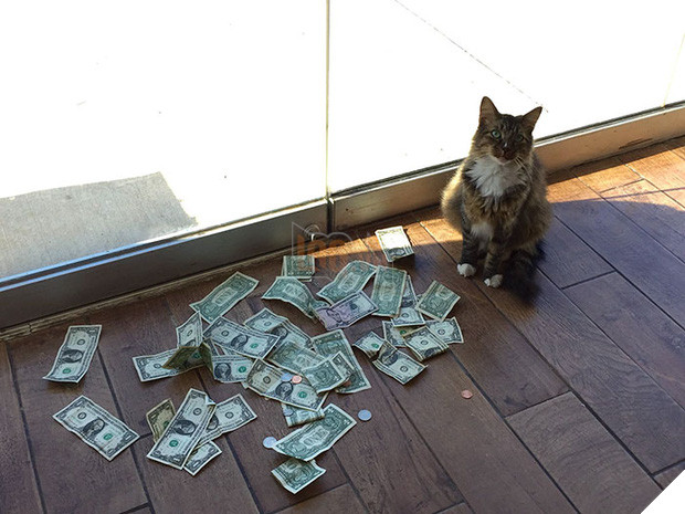 Mạnh thường quân mèo lấy tiền của số đông chia cho người nghèo - Ảnh 1.