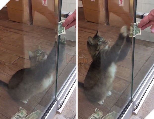 Mạnh thường quân mèo lấy tiền của số đông chia cho người nghèo - Ảnh 3.