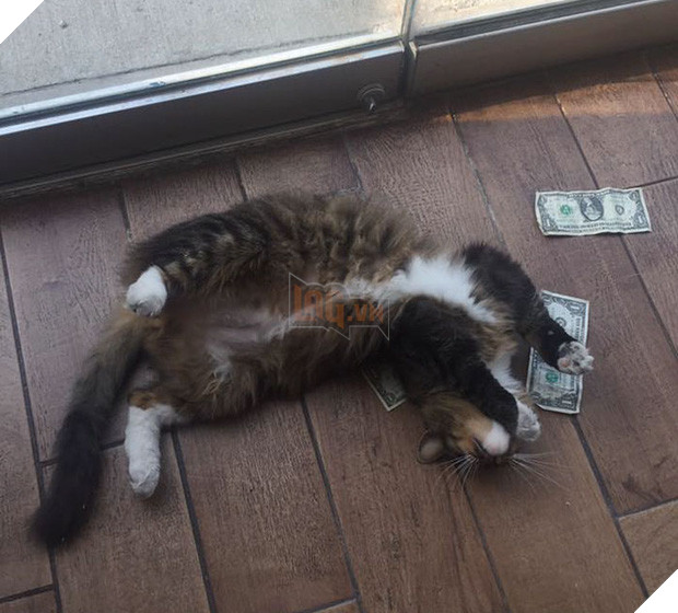 Mạnh thường quân mèo lấy tiền của số đông chia cho người nghèo - Ảnh 5.