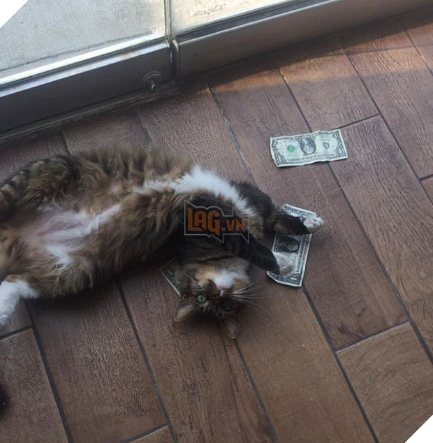 Mạnh thường quân mèo lấy tiền của số đông chia cho người nghèo - Ảnh 9.