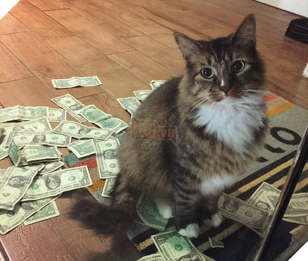 Mạnh thường quân mèo lấy tiền của số đông chia cho người nghèo - Ảnh 11.