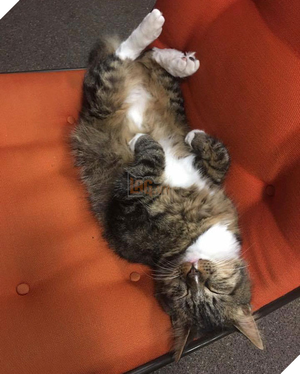 Mạnh thường quân mèo lấy tiền của số đông chia cho người nghèo - Ảnh 13.