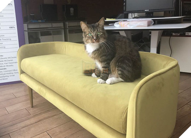 Mạnh thường quân mèo lấy tiền của số đông chia cho người nghèo - Ảnh 17.