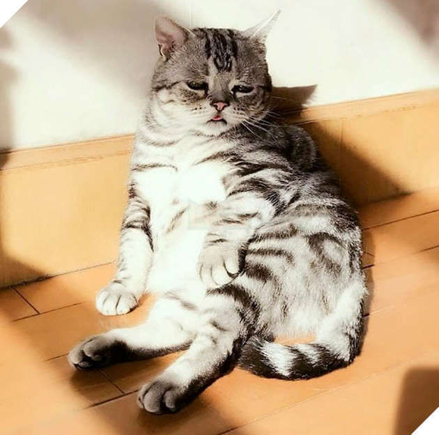 Saddest-cat-luhu-maggie-liu-lanlan731