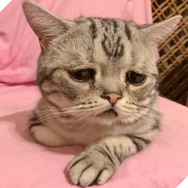 Saddest-cat-luhu-maggie-liu-lanlan731