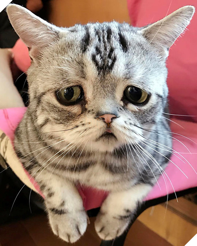 Saddest-cat-luhu-maggie-liu-lanlan731
