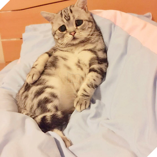 Saddest-cat-luhu-maggie-liu-lanlan731