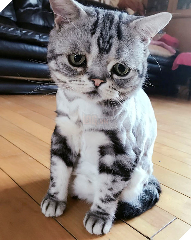 Saddest-cat-luhu-maggie-liu-lanlan731