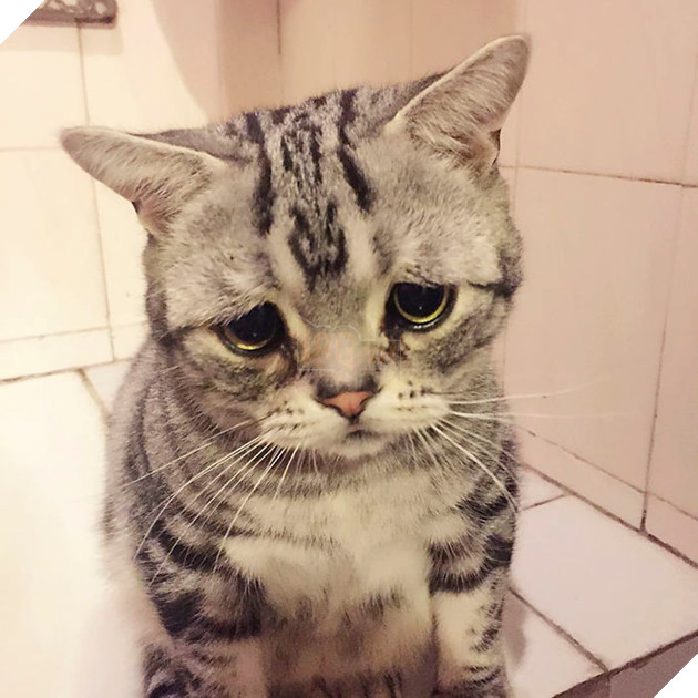 Saddest-cat-luhu-maggie-liu-lanlan731