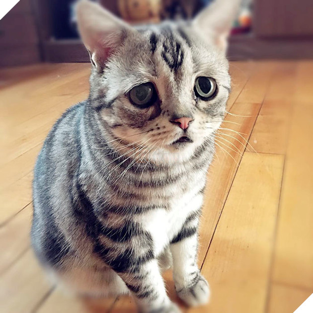 Saddest-cat-luhu-maggie-liu-lanlan731