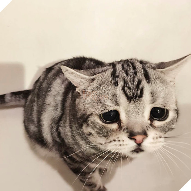 Saddest-cat-luhu-maggie-liu-lanlan731