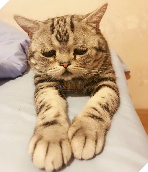 Saddest-cat-luhu-maggie-liu-lanlan731