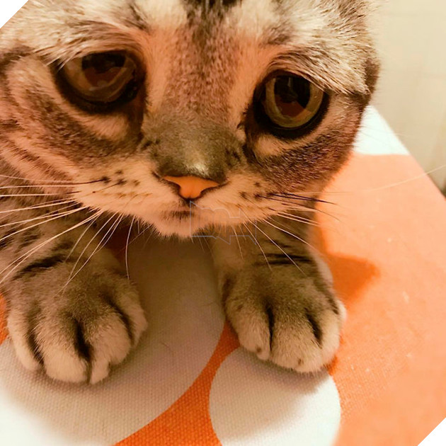 Saddest-cat-luhu-maggie-liu-lanlan731