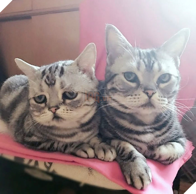 Saddest-cat-luhu-maggie-liu-lanlan731