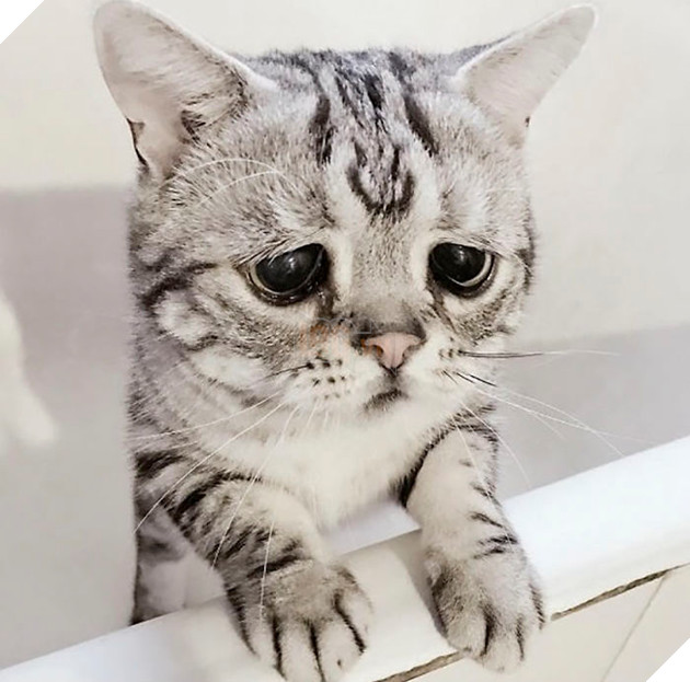 Saddest-cat-luhu-maggie-liu-lanlan731