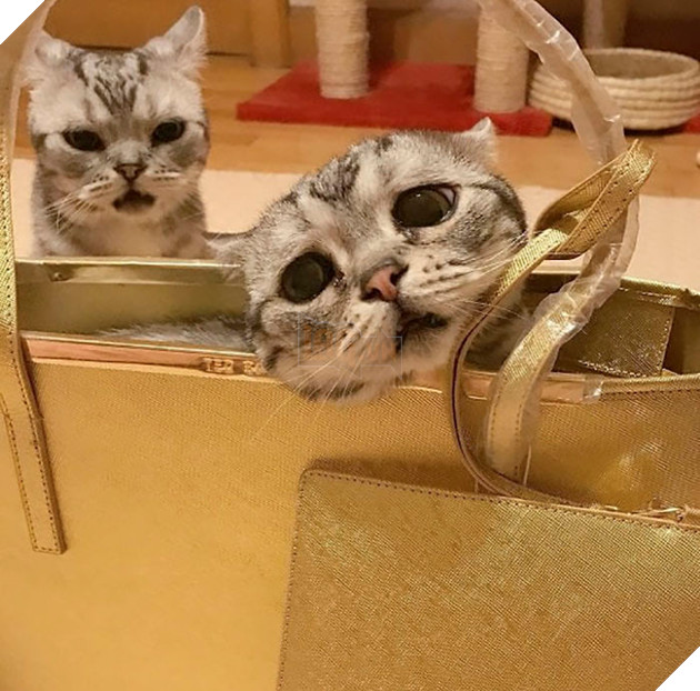 Saddest-cat-luhu-maggie-liu-lanlan731