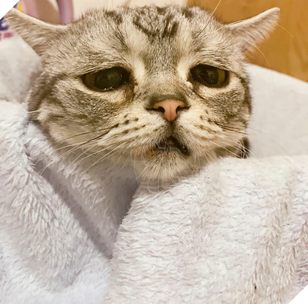 Saddest-cat-luhu-maggie-liu-lanlan731