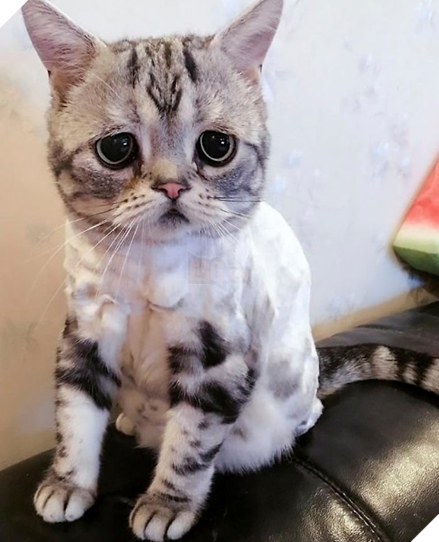 Saddest-cat-luhu-maggie-liu-lanlan731