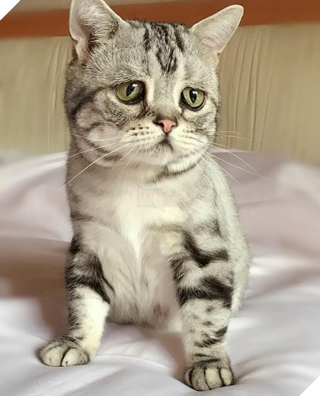 Saddest-cat-luhu-maggie-liu-lanlan731