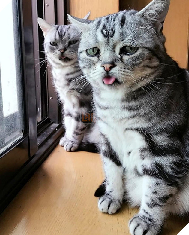 Saddest-cat-luhu-maggie-liu-lanlan731