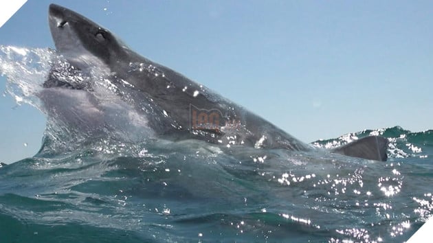 “Shark Terror” Khi người xem chỉ mong cá mập chiến thắng 7