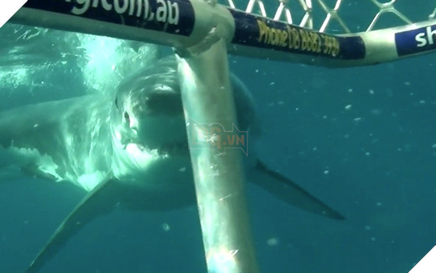 “Shark Terror” Khi người xem chỉ mong cá mập chiến thắng 10