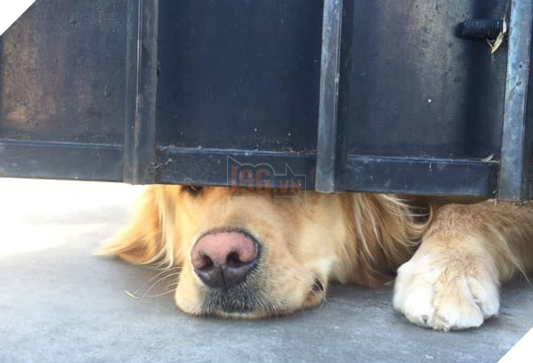 Chú chó nổi tiếng thế giới vì mỗi ngày đều nhòm qua khe cửa để chờ bạn thân tới vuốt ve 2