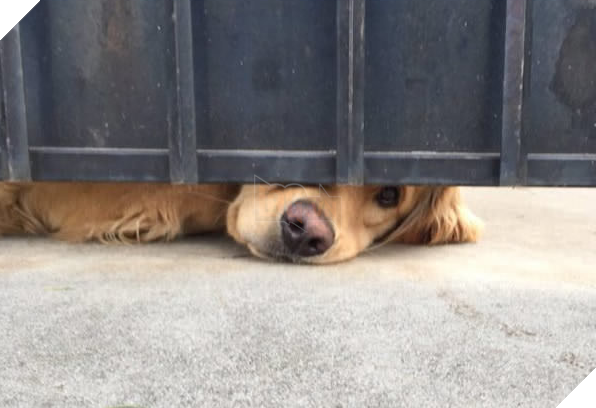 Chú chó nổi tiếng thế giới vì mỗi ngày đều nhòm qua khe cửa để chờ bạn thân tới vuốt ve 3